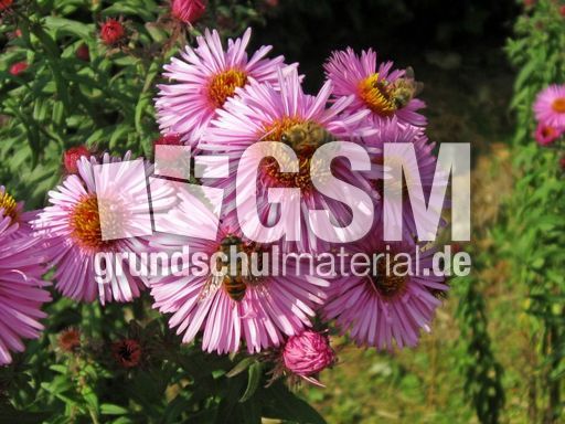 Herbstastern 035.jpg